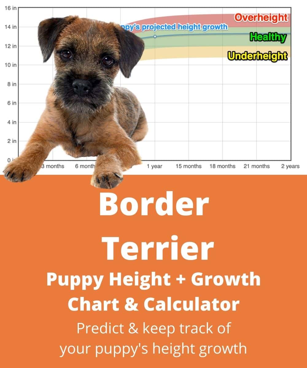 border-terrier Puppy height Growth Chart border-terrier Puppy height Growth Chart
